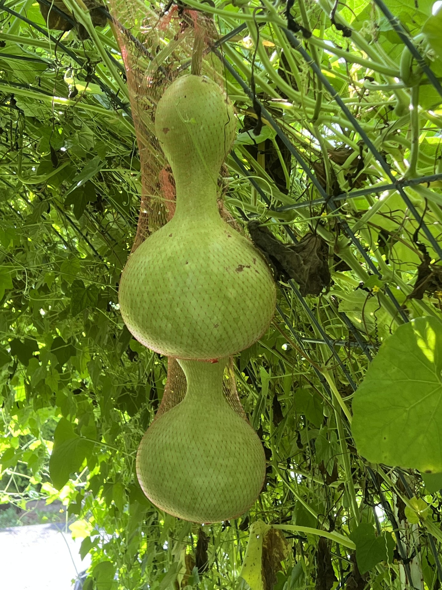 Birdhouse Gourd Seeds